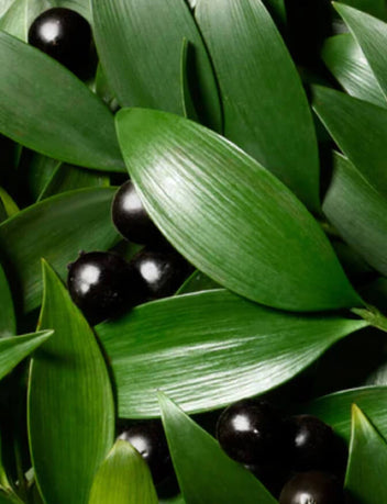 Chebula Active Serum for Hydrated Skin | True Botanicals