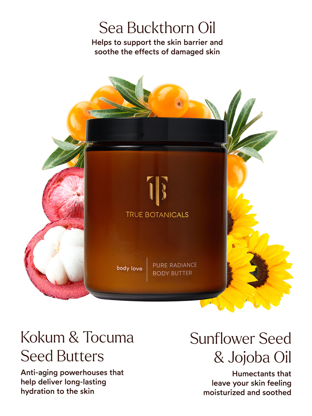 An amber glass jar of True Botanicals Pure Radiance Body Butter with a black lid is displayed at the center, surrounded by key ingredients. Bright orange sea buckthorn berries highlight its role in supporting the skin barrier and soothing damaged skin. Mangosteen fruit and yellow sunflowers emphasize kokum and tucuma seed butters for long-lasting hydration and sunflower seed and jojoba oils for moisture and soothing benefits. Text highlights hydration, anti-aging properties, and skin nourishment.