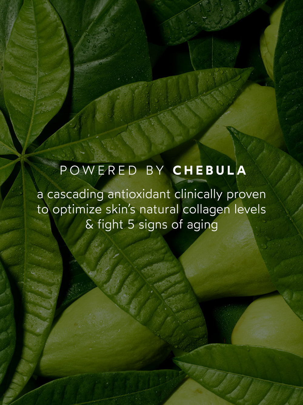 Chebula Anti-Aging Trio