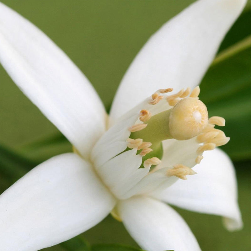 Neroli plant