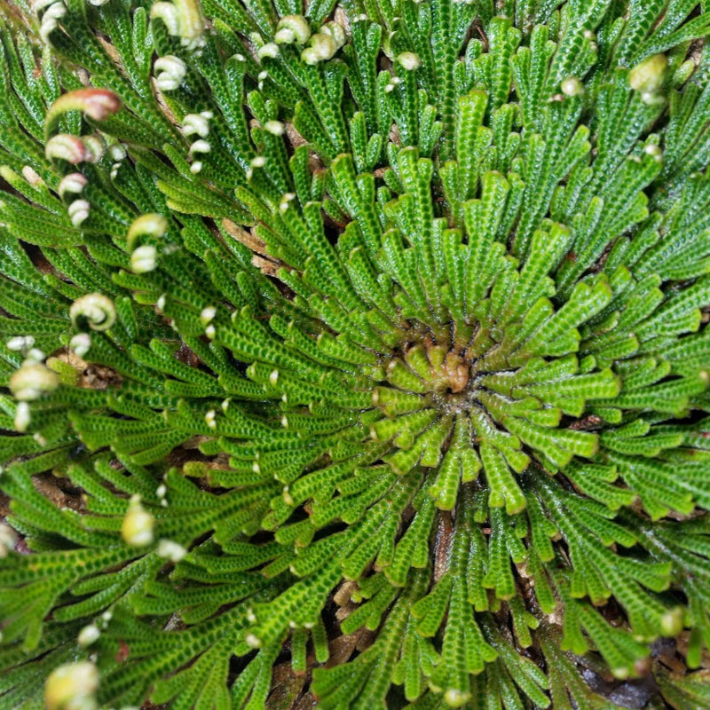 Resurrection Plant Ingredient Image