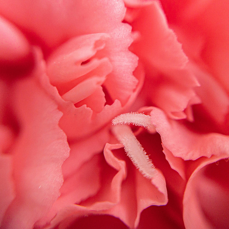 Rose plant