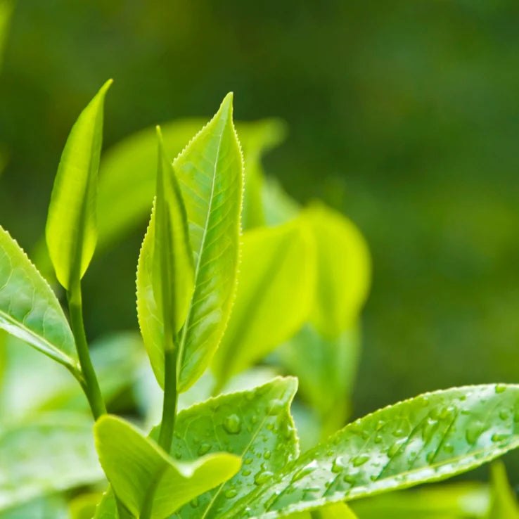 body oil ingredient green tea oil